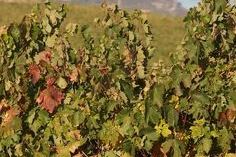 Os melhores Bordeaux vêm da Rioja.
