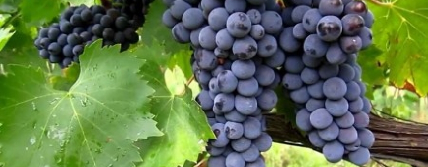 Conheça a Barbera
