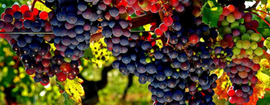 Conheça a Syrah: história, curiosidades e VINHOS! Conheça a Syrah: história, curiosidades e VINHOS!