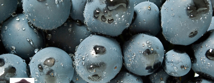 50 uvas menos famosas para você descobrir