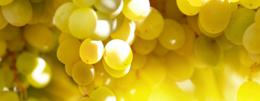 Conheça a SAUVIGNON BLANC: história, curiosidades e vinhos! Conheça a SAUVIGNON BLANC: história, curiosidades e vinhos!