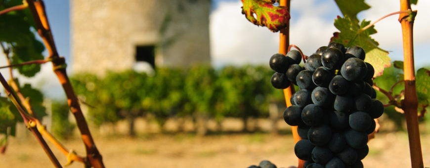 A toda-poderosa Cabernet Sauvignon