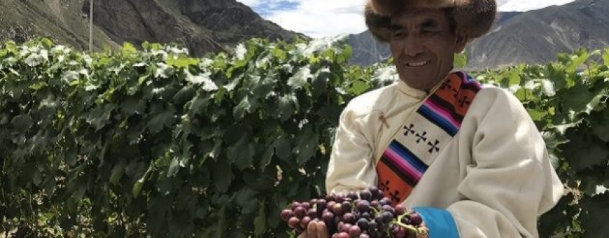 Vinhedo mais alto do mundo fica no Tibete e está no Guinness World Records.